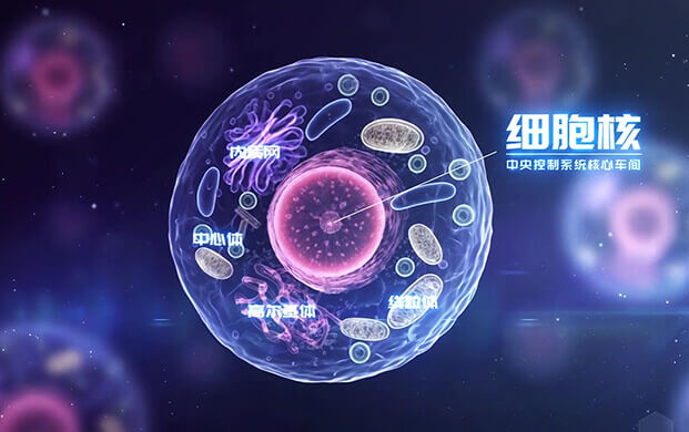 中國科學家揭示細胞核”應(yīng)急工作站”機制 細胞罐助力炎癥疾病研究新突破